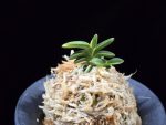 취월호 翠月湖 Chwiwolho(Seedling)