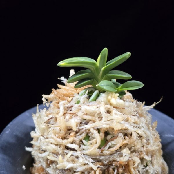 취월호 翠月湖 Chwiwolho(Seedling)