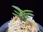 자옥 紫玉 Shigyoku