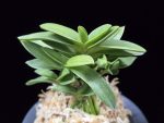 청력 青力 Seiryoku