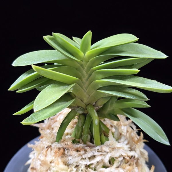 청력 青力 Seiryoku