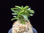 청력 青力 Seiryoku