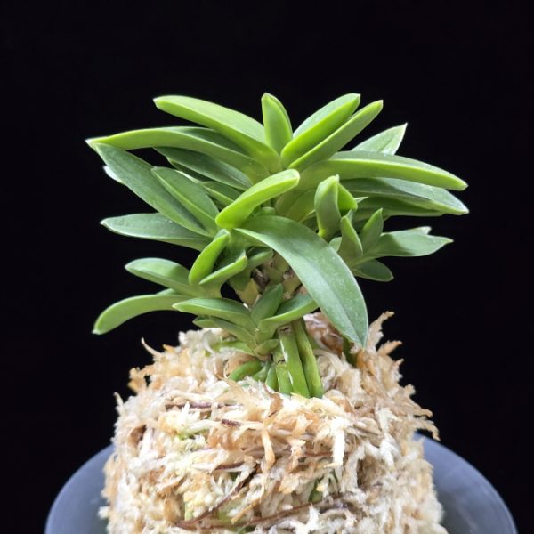 청력 青力 Seiryoku