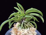 변경환 弁慶丸 Benkeimaru
