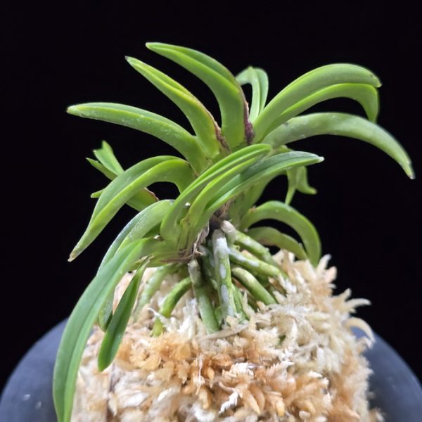 변경환 弁慶丸 Benkeimaru