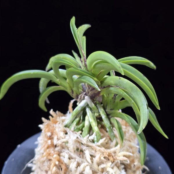 변경환 弁慶丸 Benkeimaru