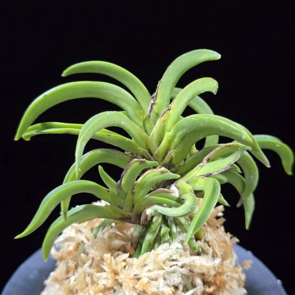 변경환 弁慶丸 Benkeimaru