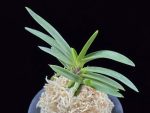 삼소전 三笑殿(万華境) Samsojeon(Mangekyo)