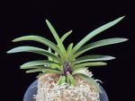 삼소전 三笑殿(万華境) Samsojeon(Mangekyo)