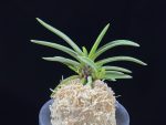 삼소전 三笑殿(万華境) Samsojeon(Mangekyo)