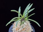 삼소전 三笑殿(万華境) Samsojeon(Mangekyo)