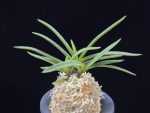 삼소전 三笑殿(万華境) Samsojeon(Mangekyo)