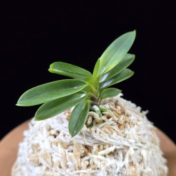 추옥보 秋玉寶 Chuokbo