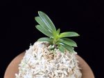 추옥보 秋玉寶 Chuokbo