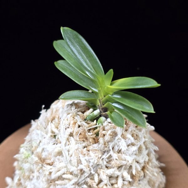 추옥보 秋玉寶 Chuokbo