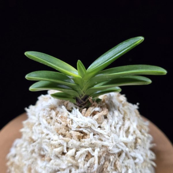 추옥보 秋玉寶 Chuokbo