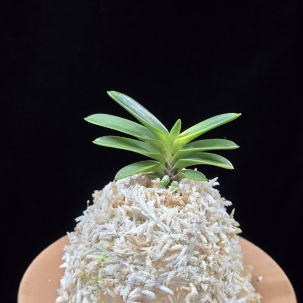 추옥보 秋玉寶 Chuokbo
