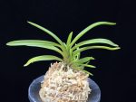 홍매 紅梅 Kobai