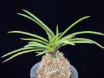 홍매 紅梅 Kobai