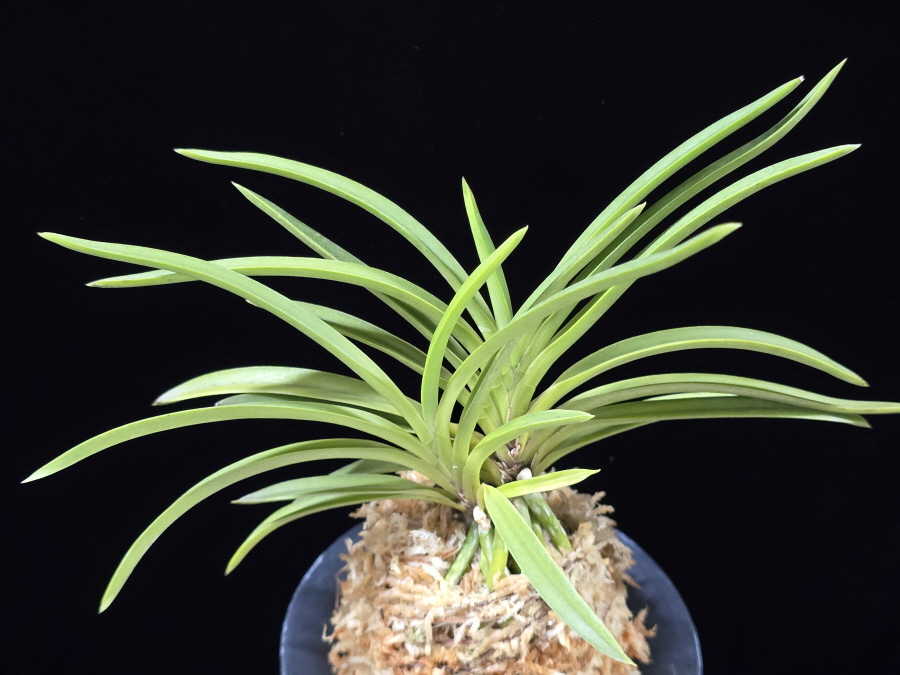 삼각산 三角山(曼珠沙華) Manjushage 삼각산 三角山(曼珠沙華) Manjushage