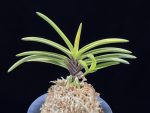 금루각복륜 金鏤閣覆輪 Kinroukaku Fukurin