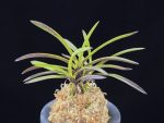 홍옥지화 紅玉の花 Kogyoku no hana