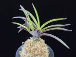 홍옥지화 紅玉の花 Kogyoku no hana
