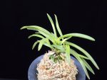 홍형 紅蛍 Benibotaru