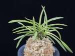 홍형 紅蛍 Benibotaru