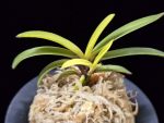 서천금 瑞泉錦 Seocheongeum (Zuiun Shima)