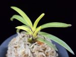 서천금 瑞泉錦 Seocheongeum (Zuiun Shima)