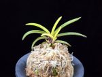 서천금 瑞泉錦 Seocheongeum (Zuiun Shima)