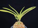 서능금 西凌錦  Seoneunggeum