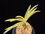 천혜복륜 天恵覆輪 Tenkei Fukurin