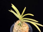 천혜복륜 天恵覆輪 Tenkei Fukurin