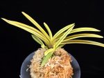 천혜복륜 天恵覆輪 Tenkei Fukurin