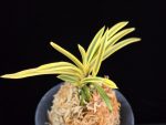 천혜복륜 天恵覆輪 Tenkei Fukurin