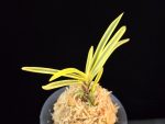 천혜복륜 天恵覆輪 Tenkei Fukurin