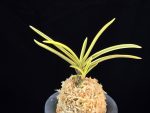 천혜복륜 天恵覆輪 Tenkei Fukurin