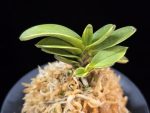 대장금 大壯錦 Daejanggeum(Daiso Nishiki)