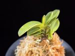 대장금 大壯錦 Daejanggeum(Daiso Nishiki)