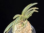신라 新羅 Sinra (Shiragi)