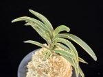 신라 新羅 Sinra (Shiragi)