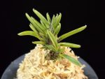 토함산 吐含山 Toganzan (Goemon)