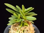 황옥 黃玉 Hwangok