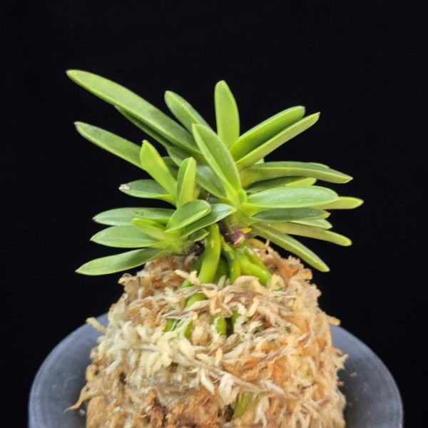 황옥 黃玉 Hwangok