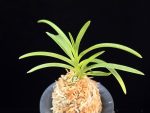 홍매 紅梅 Kobai