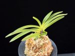 홍매 紅梅 Kobai