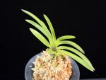 홍매 紅梅 Kobai