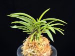 홍매 紅梅 Kobai